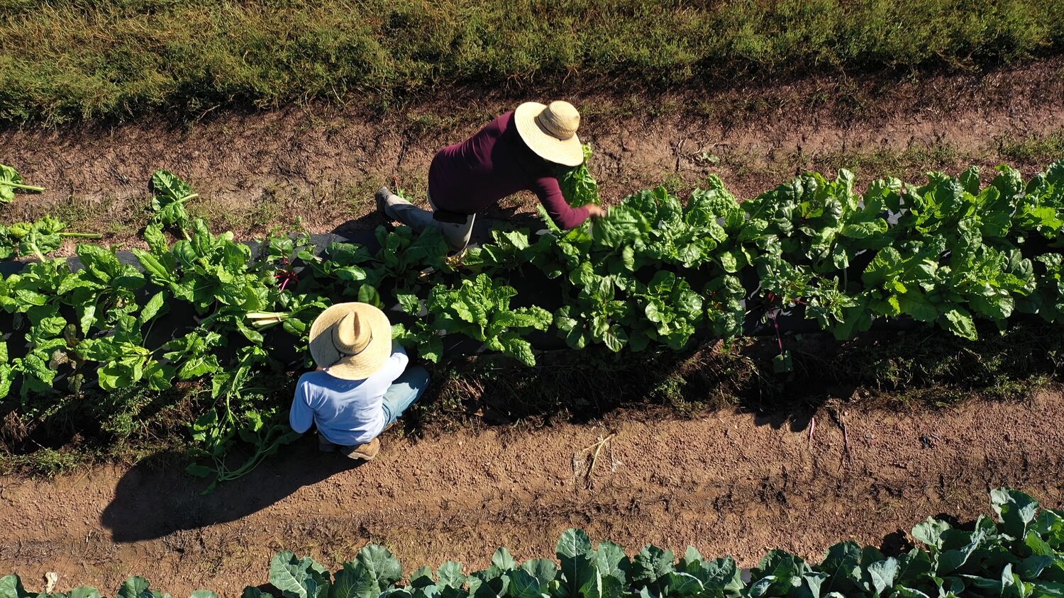 PepsiCo Strengthens APAC Seed Potato Supply Chain with Acquisition of Dowling AgriTech